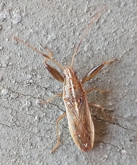 Pachygrontha lineata