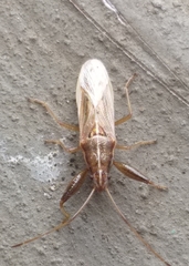 Pachygrontha lineata