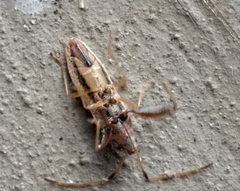 Pachygrontha lineata