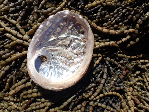 blacklip abalone