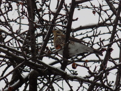 Turdus pilaris