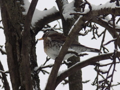 Turdus pilaris