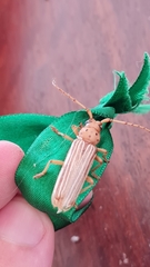 Coccoderus novempunctatus