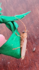Coccoderus novempunctatus