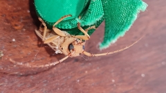 Coccoderus novempunctatus