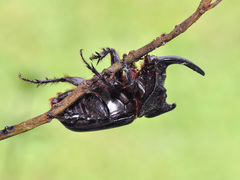 Trichogomphus simson