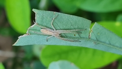 Tibelloides