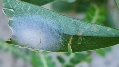 Tibelloides