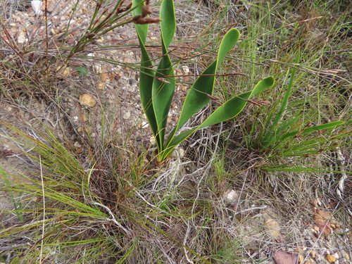 Cyrtanthus carneus
