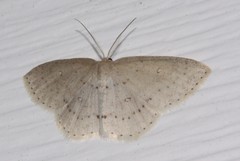 Cyclophora pendulinaria