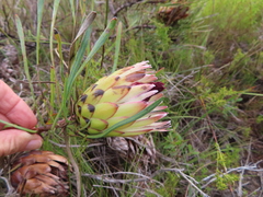 Protea longifolia minor