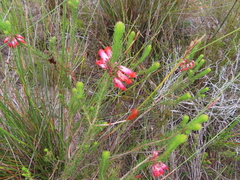 Erica regia