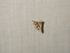 Atopomorpha singularis
