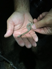 Hypsiglena ochrorhynchus