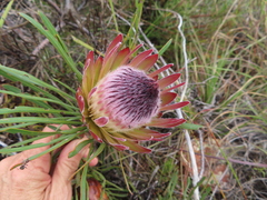 Protea pudens