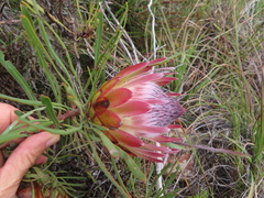 Protea pudens