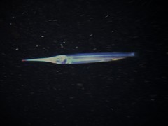 Hyporhamphus dussumieri