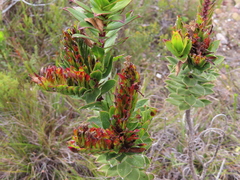 Lobostemon sanguineus