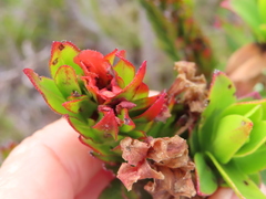 Lobostemon sanguineus