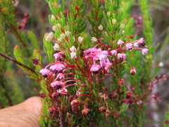 Erica rubiginosa