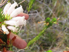Erica regia