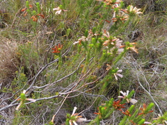 Erica regia