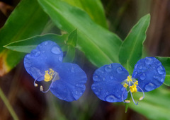 Commelina ensifolia
