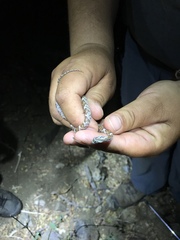 Trimorphodon lyrophanes