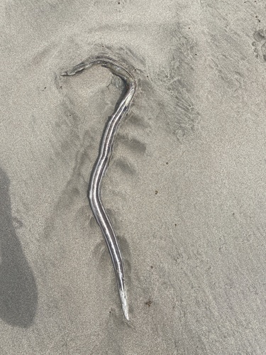 Twostripe snake eel (Callechelys bilinearis) — Ophichthidae