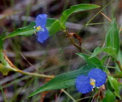 Commelina ensifolia