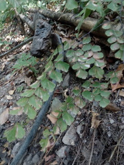 Adiantum amplum