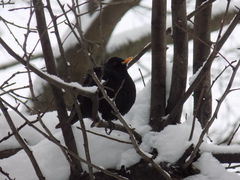 Turdus merula