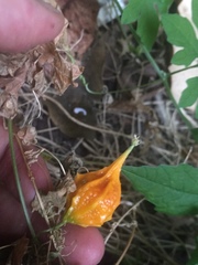 Momordica charantia abbreviata