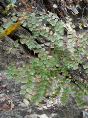 Adiantum amplum