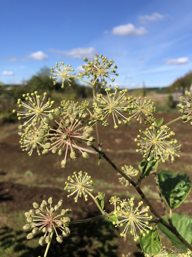 Aralia cordata iNat (3)