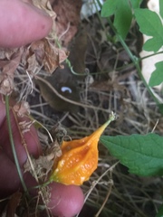 Momordica charantia abbreviata