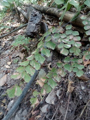Adiantum amplum