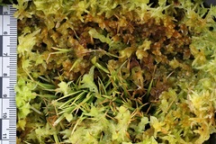 Sphagnum microcarpum