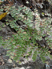 Adiantum amplum