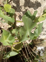 Piper auritum