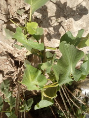 Piper auritum