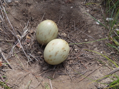 Plectropterus gambensis