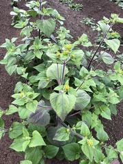 Sigesbeckia pubescens