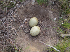 Plectropterus gambensis