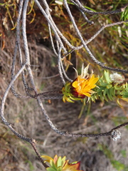 Lachnaea aurea
