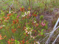 Erica regia