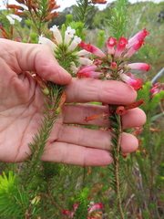 Erica regia