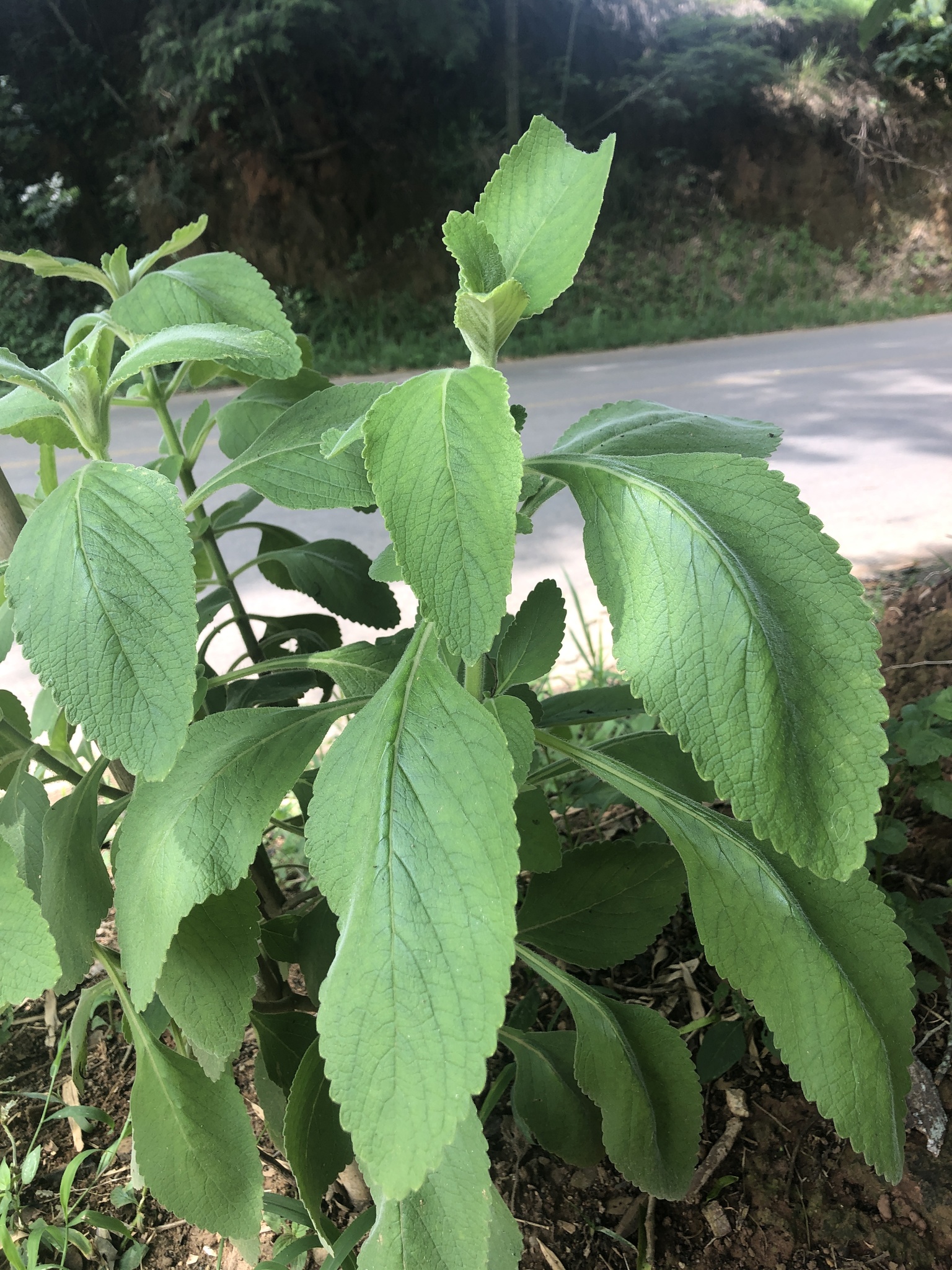 Coleus barbatus