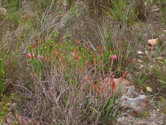 Erica regia