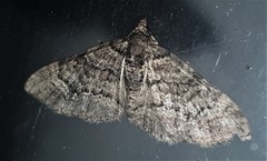 Eucymatoge peplodes
